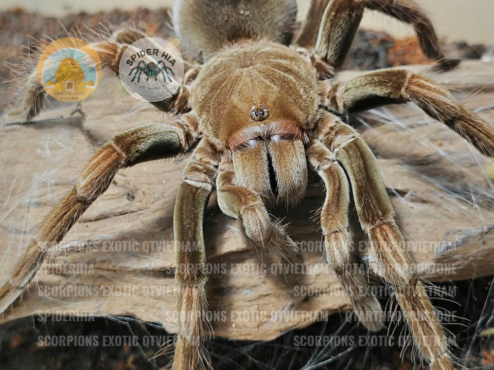 M + FM 14cm Pamphobeteus sp Manganegra-duoc-ban-tai-QTArthropodszone (Scorpions Exotic QTVietNam & SpiderHia)