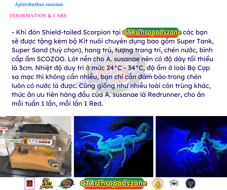 Apistobuthus susanae-duoc-ban-tai-QTArthropodszone (Scorpions Exotic QTVietNam & SpiderHia)