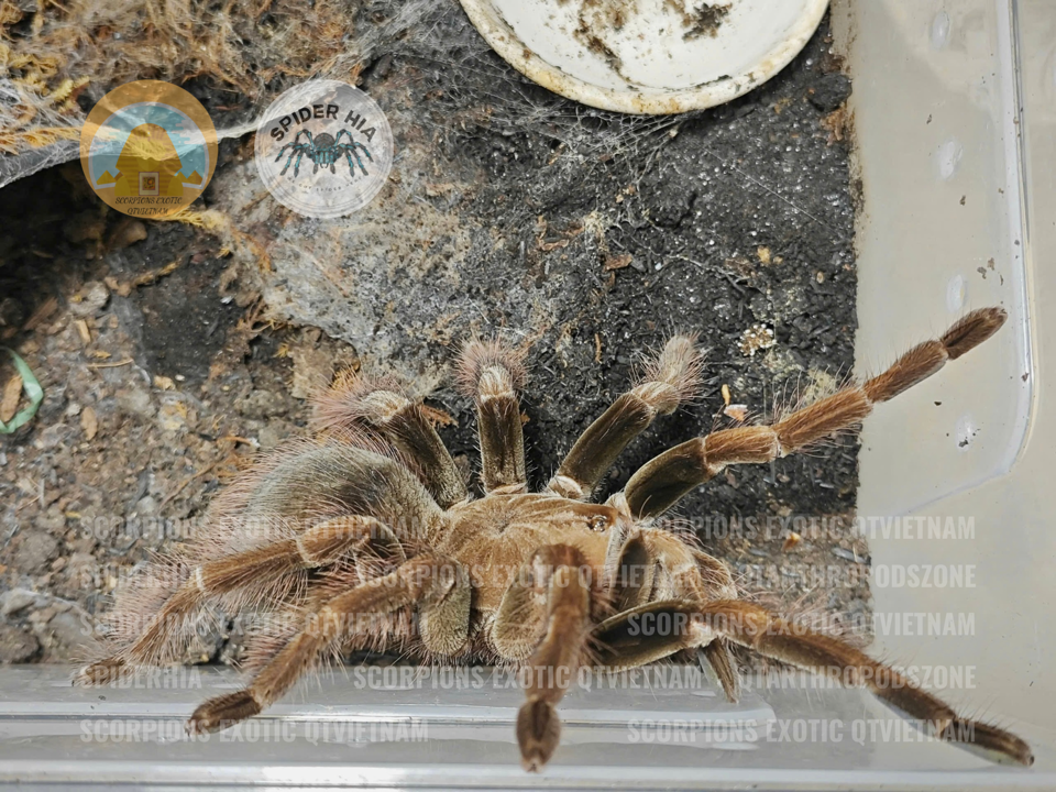 Pamphobeteus sp Mascara-duoc-ban-tai-QTArthropodszone (Scorpions Exotic QTVietNam & SpiderHia)