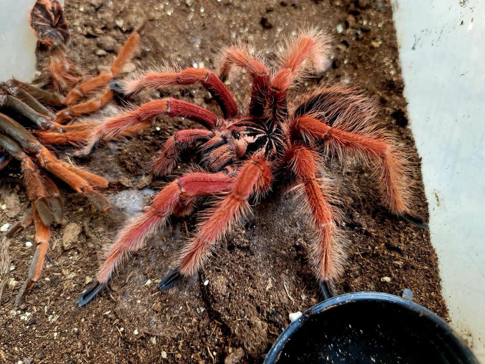 Pamphobeteus sp Solaris-duoc-ban-tai-QTArthropodszone (Scorpions Exotic QTVietNam & SpiderHia)