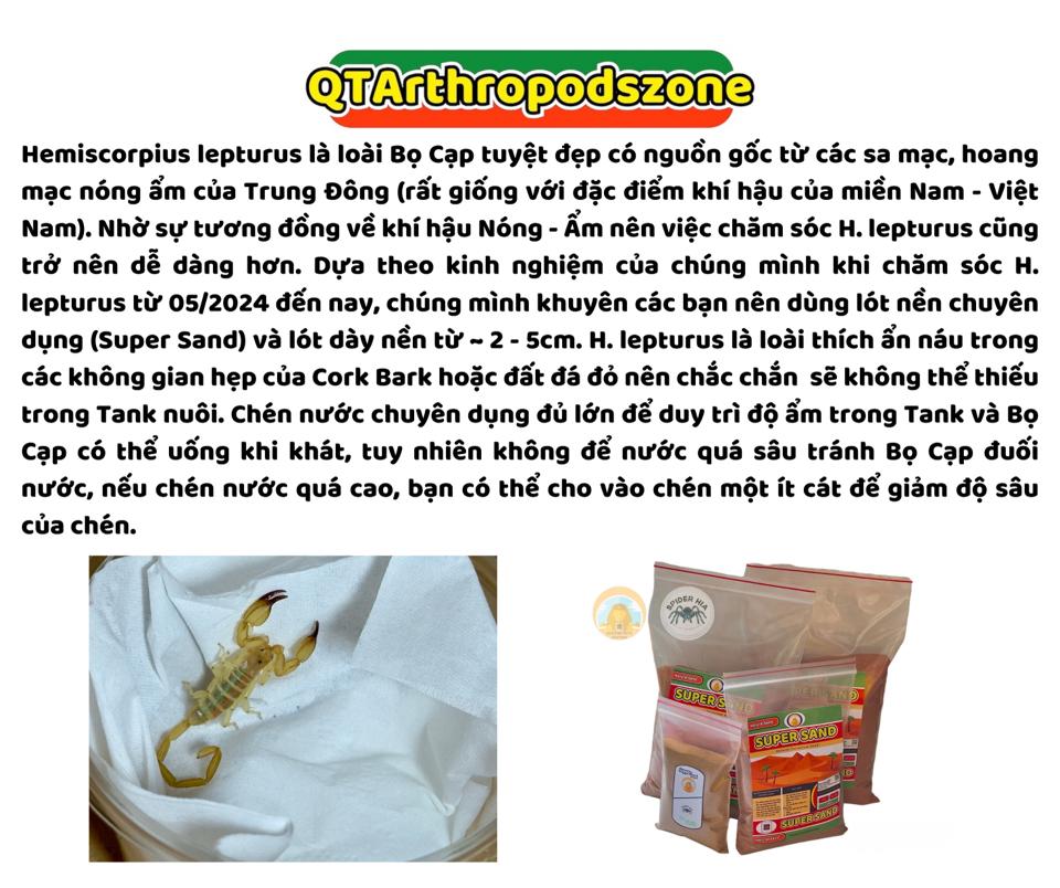 Hemiscorpius lepturus-duoc-ban-tai-QTArthropodszone (Scorpions Exotic QTVietNam & SpiderHia)