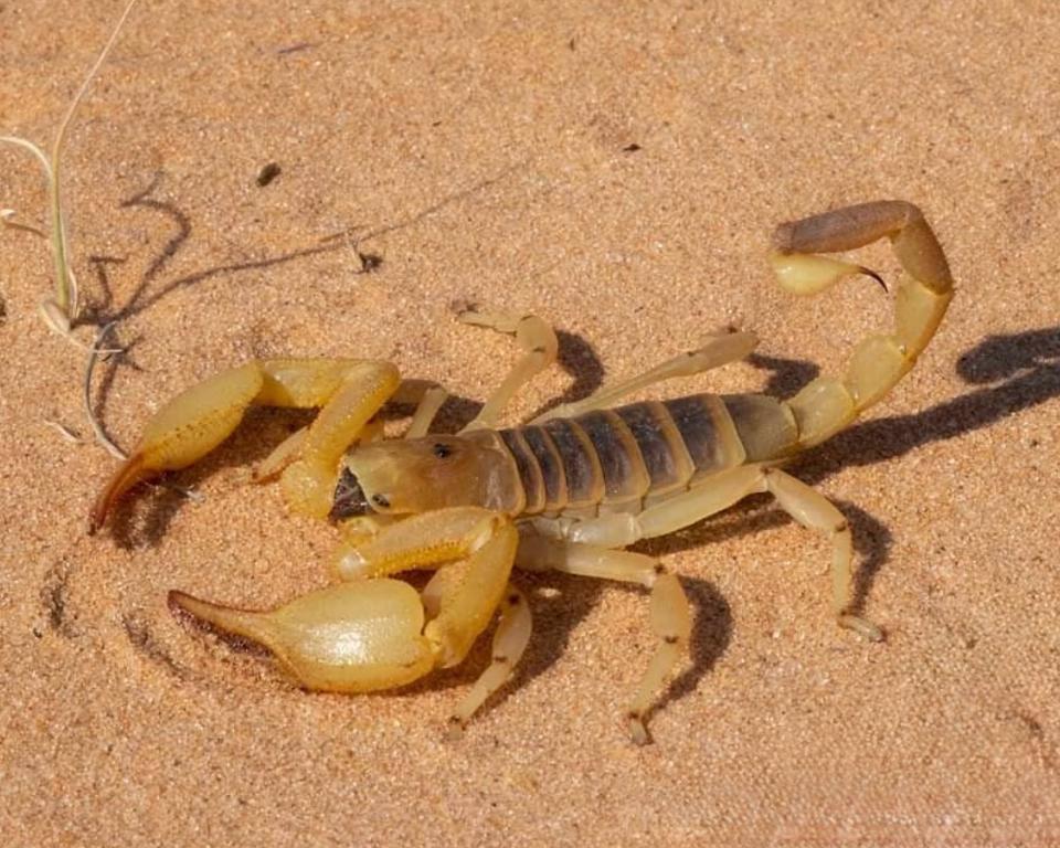Opistophthalmus wahlbergii (Kalahari Burrower Scorpion)-duoc-ban-tai-QTArthropodszone (Scorpions Exotic QTVietNam & SpiderHia)