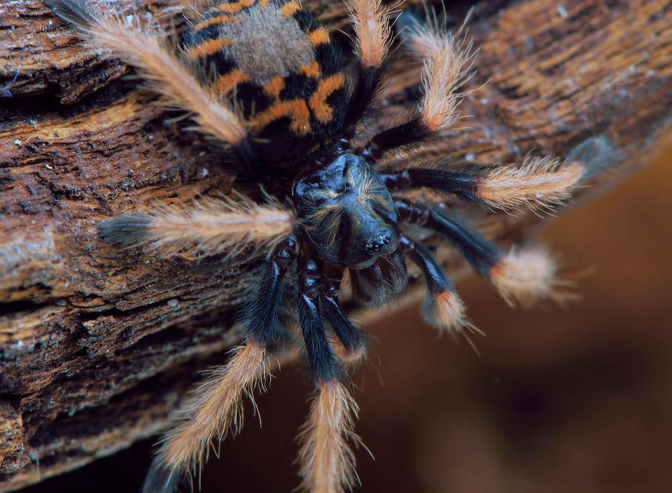 FM 10cm Chromatopelma cyaneopubescens (GBB Tarantula)-duoc-ban-tai-QTArthropodszone (Scorpions Exotic QTVietNam & SpiderHia)