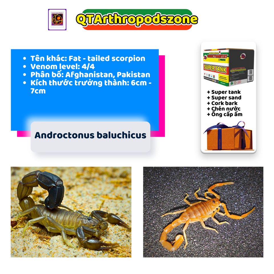 Androctonus baluchicus-duoc-ban-tai-QTArthropodszone (Scorpions Exotic QTVietNam & SpiderHia)