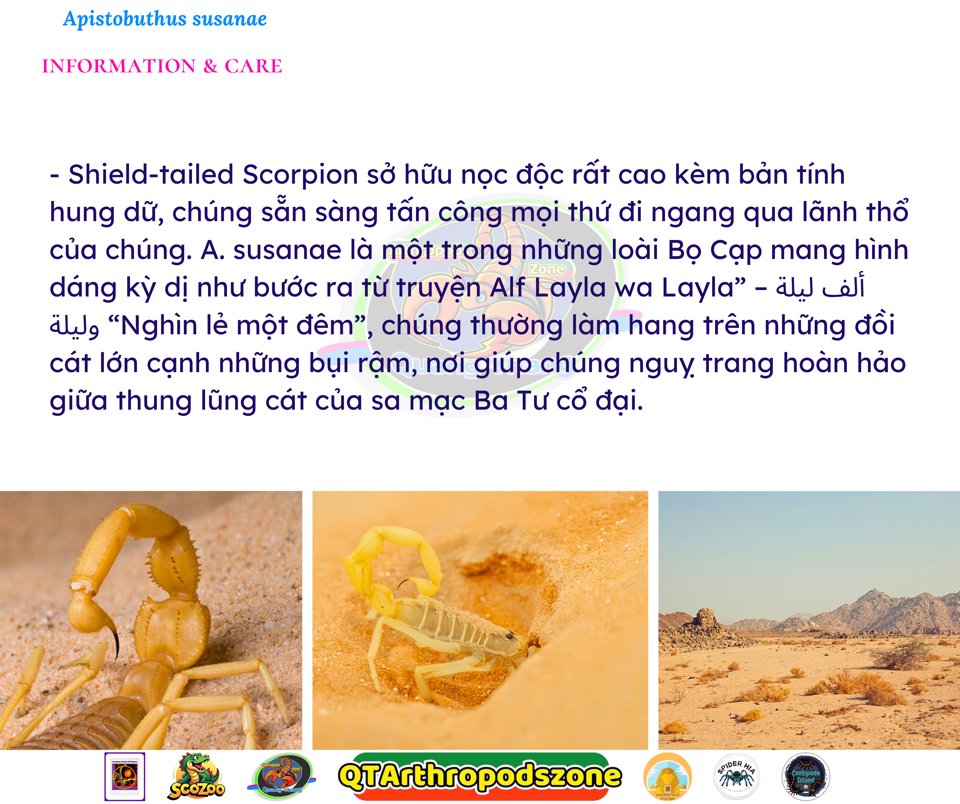 Apistobuthus susanae-duoc-ban-tai-QTArthropodszone (Scorpions Exotic QTVietNam & SpiderHia)