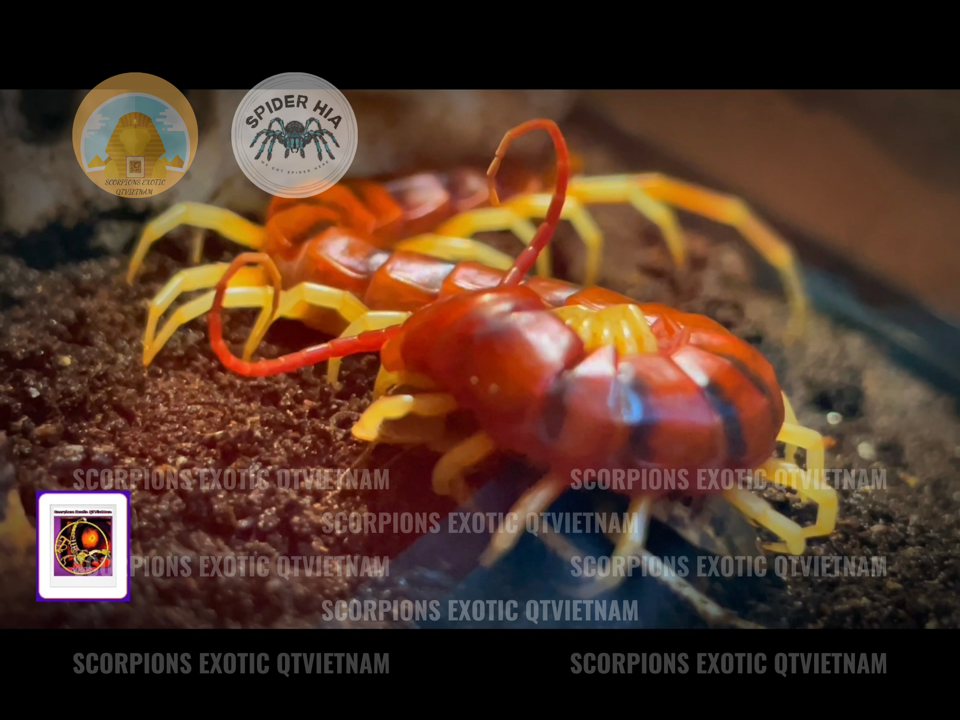 Scolopendra gigantea sp White Leg-duoc-ban-tai-QTArthropodszone (Scorpions Exotic QTVietNam & SpiderHia)