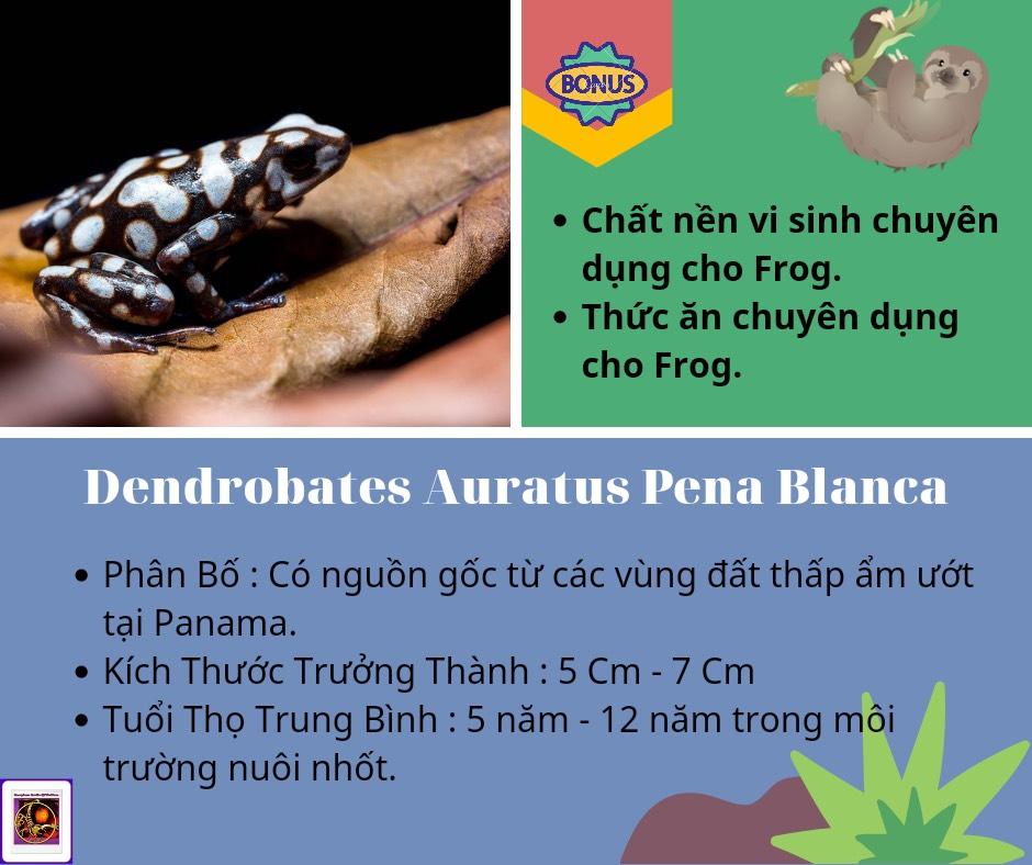 Dendrobates Auratus Pena Blanca-duoc-ban-tai-QTArthropodszone (Scorpions Exotic QTVietNam & SpiderHia)