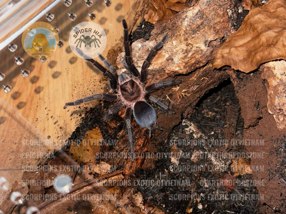 Phormictopus sp Dominican purple
-duoc-ban-tai-QTArthropodszone (Scorpions Exotic QTVietNam & SpiderHia)