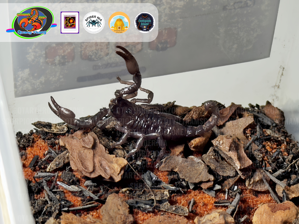Pandinurus exitialis (Pandinus exitialis)-duoc-ban-tai-QTArthropodszone (Scorpions Exotic QTVietNam & SpiderHia)