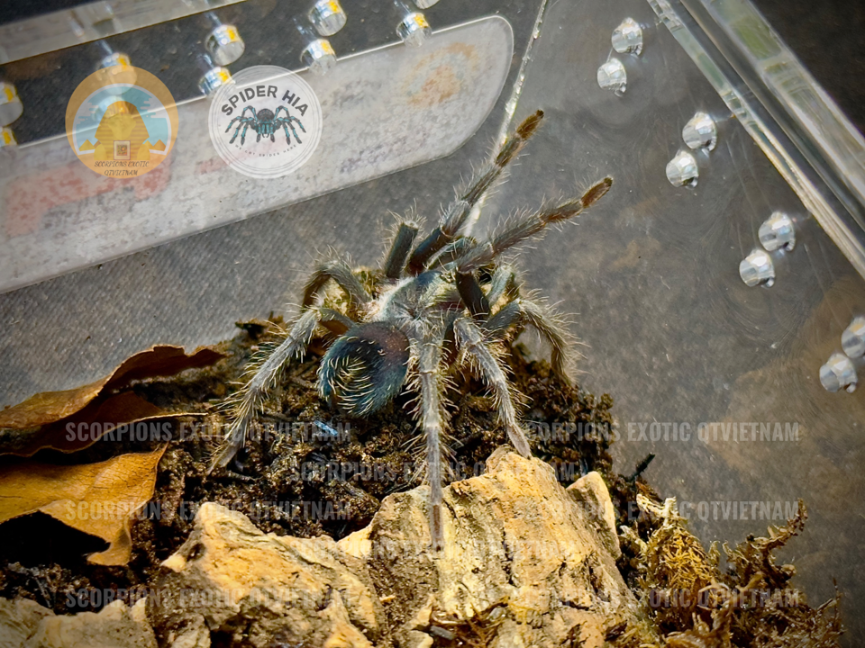 Phormictopus sp Dominican purple
-duoc-ban-tai-QTArthropodszone (Scorpions Exotic QTVietNam & SpiderHia)