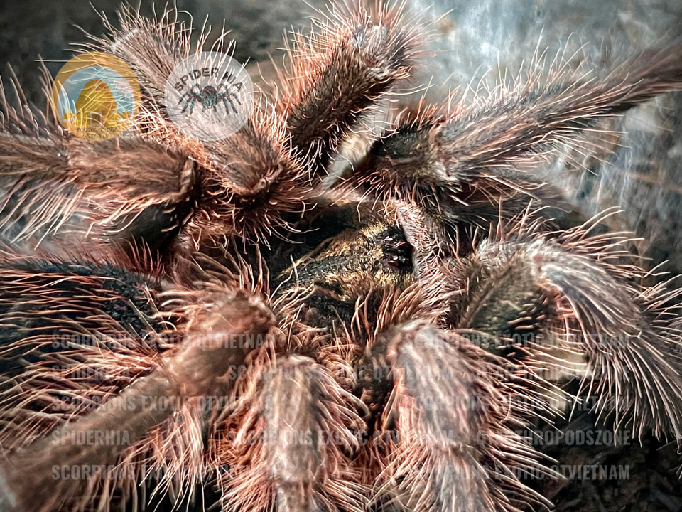 FM 10cm Phormictopus cancerides-duoc-ban-tai-QTArthropodszone (Scorpions Exotic QTVietNam & SpiderHia)