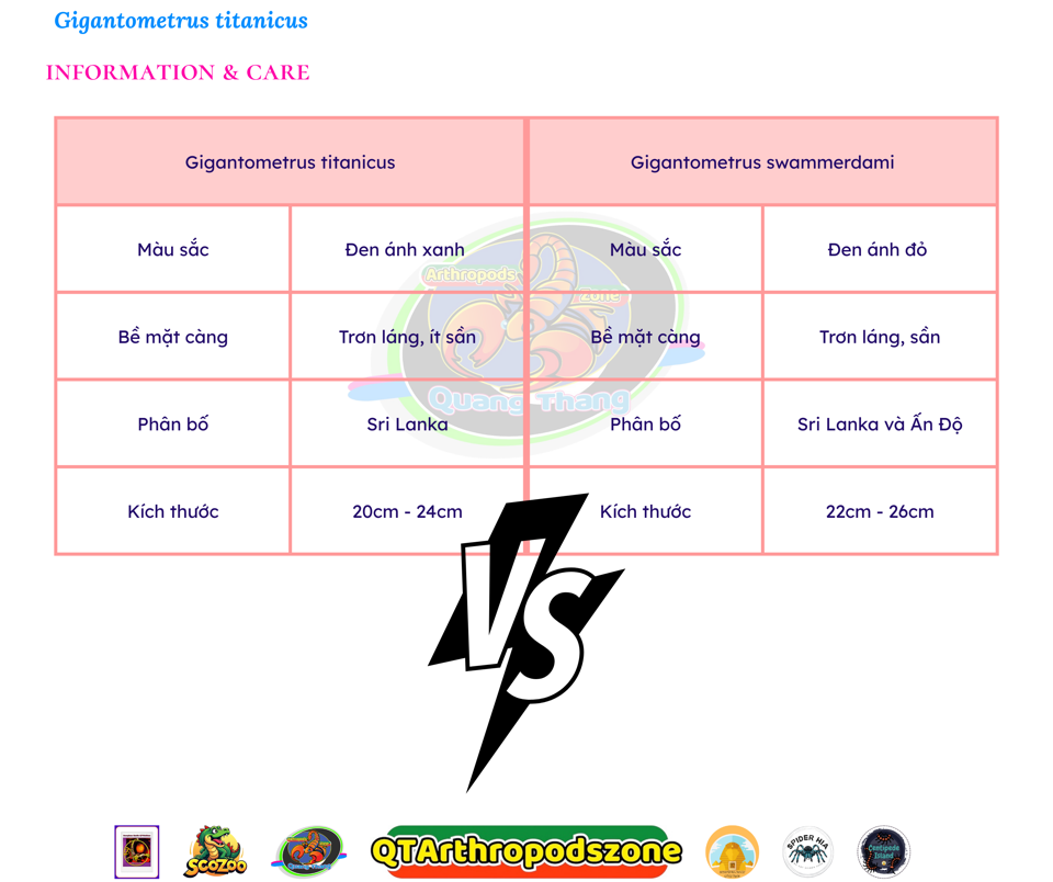 Gigantometrus titanicus -duoc-ban-tai-QTArthropodszone (Scorpions Exotic QTVietNam & SpiderHia)