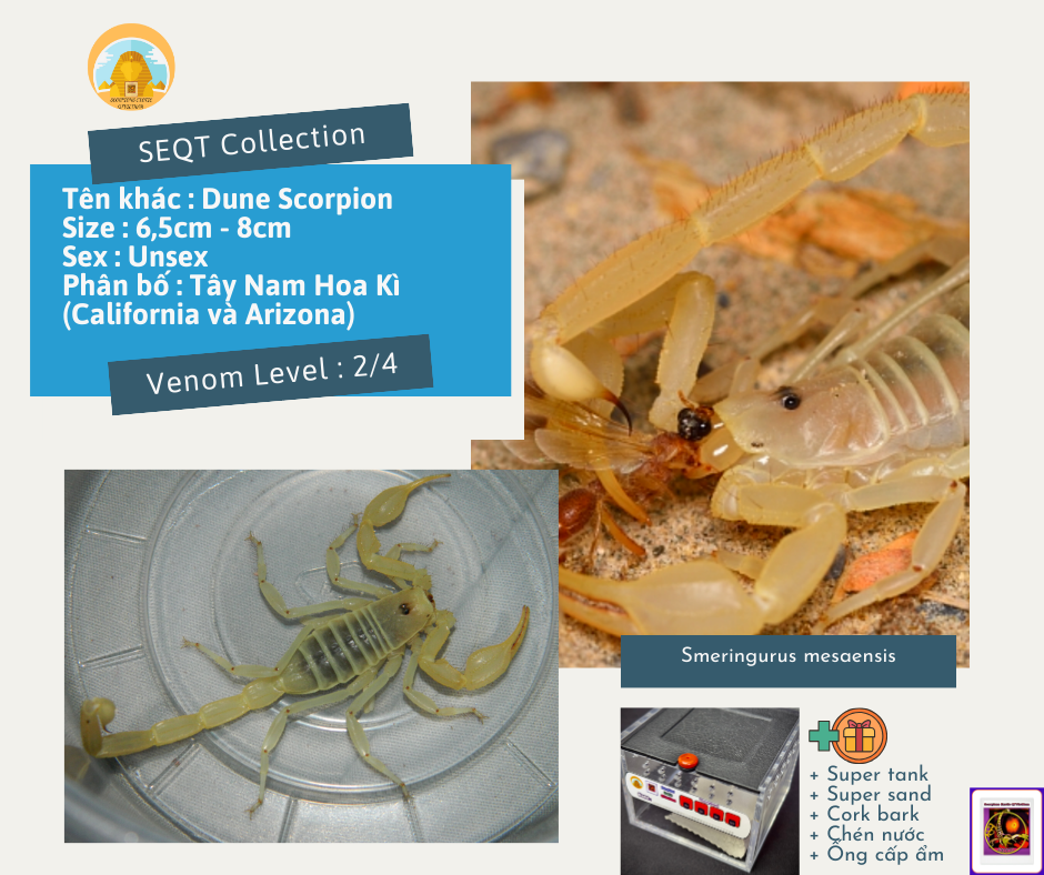 Smeringurus mesaensis - Dune Scorpion-duoc-ban-tai-QTArthropodszone (Scorpions Exotic QTVietNam & SpiderHia)