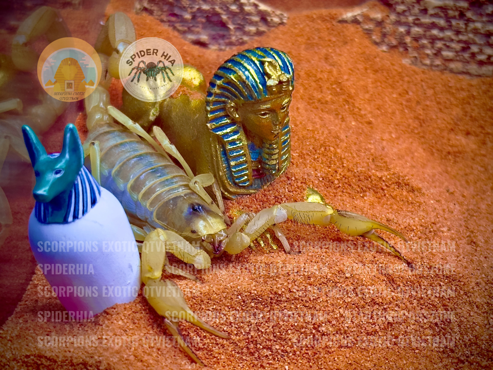 Hadrurus pallidus-duoc-ban-tai-QTArthropodszone (Scorpions Exotic QTVietNam & SpiderHia)