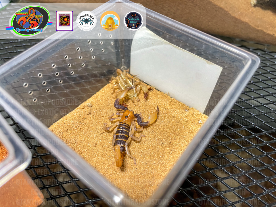 Opistophthalmus carinatus-duoc-ban-tai-QTArthropodszone (Scorpions Exotic QTVietNam & SpiderHia)