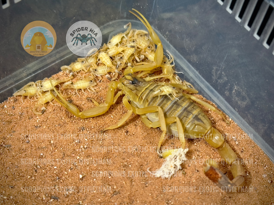 Leiurus quinquestriatus-duoc-ban-tai-QTArthropodszone (Scorpions Exotic QTVietNam & SpiderHia)