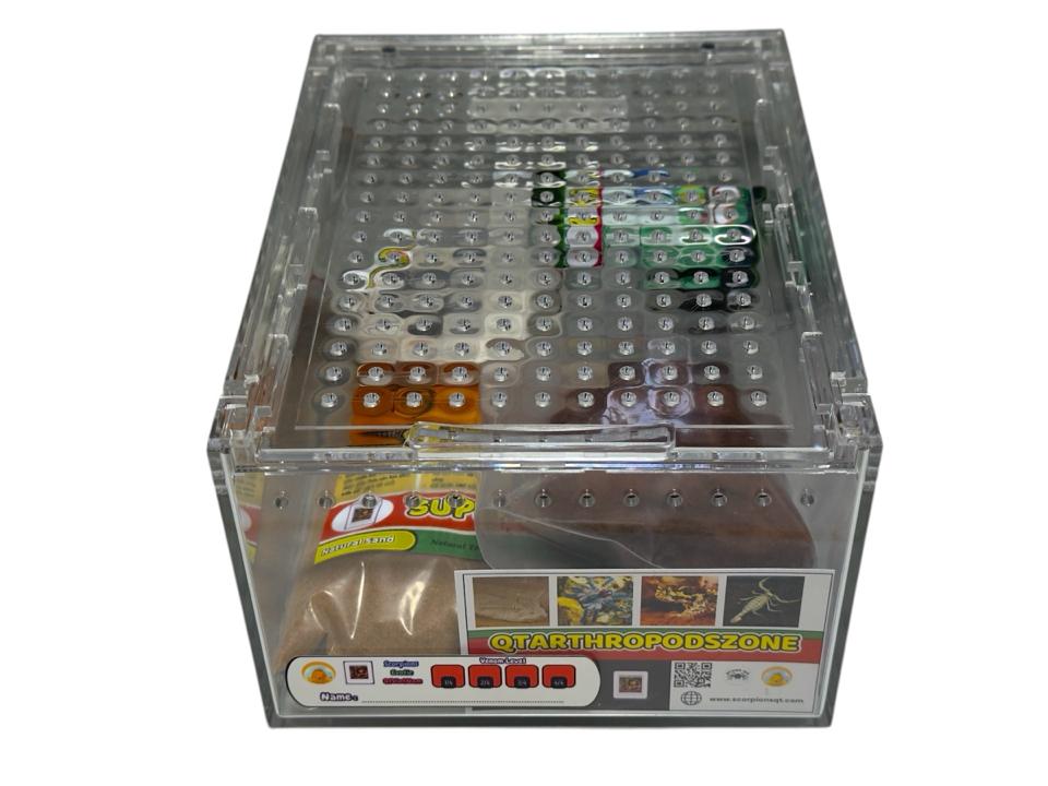 Hadogenes paucidens (Bọ Cạp Đá Nam Phi)-duoc-ban-tai-QTArthropodszone (Scorpions Exotic QTVietNam & SpiderHia)