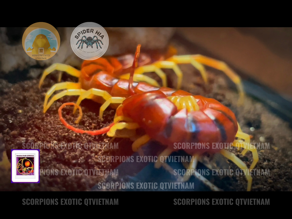 Scolopendra gigantea sp White Leg-duoc-ban-tai-QTArthropodszone (Scorpions Exotic QTVietNam & SpiderHia)