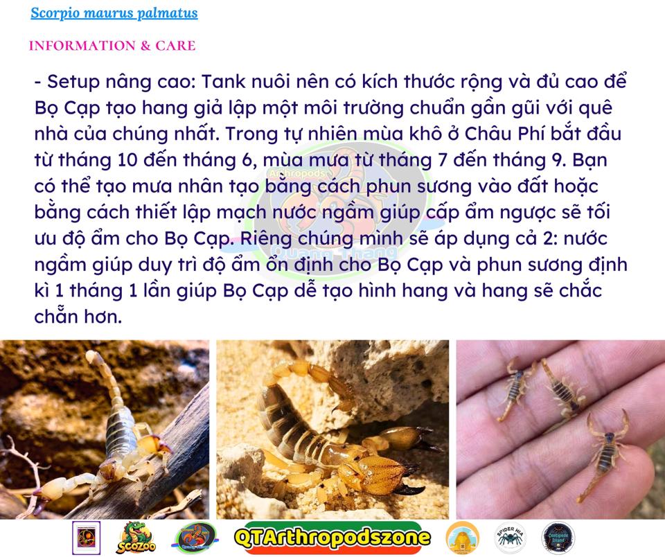 Scorpio maurus palmatus-duoc-ban-tai-QTArthropodszone (Scorpions Exotic QTVietNam & SpiderHia)