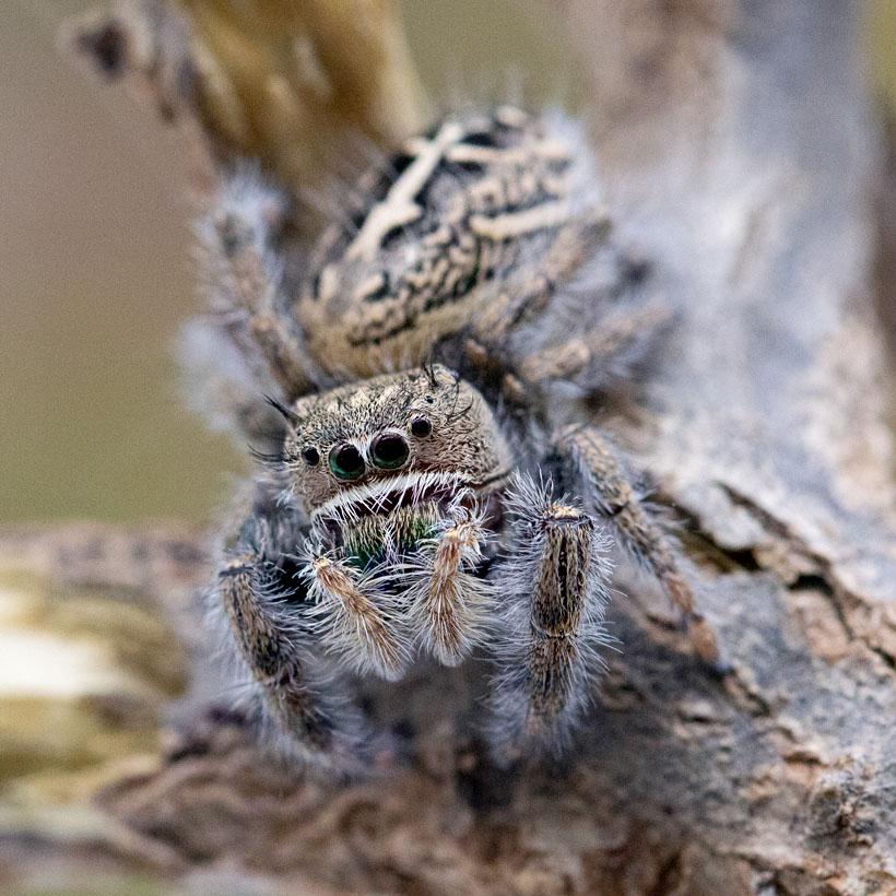 Phidippus texanus-duoc-ban-tai-QTArthropodszone (Scorpions Exotic QTVietNam & SpiderHia)