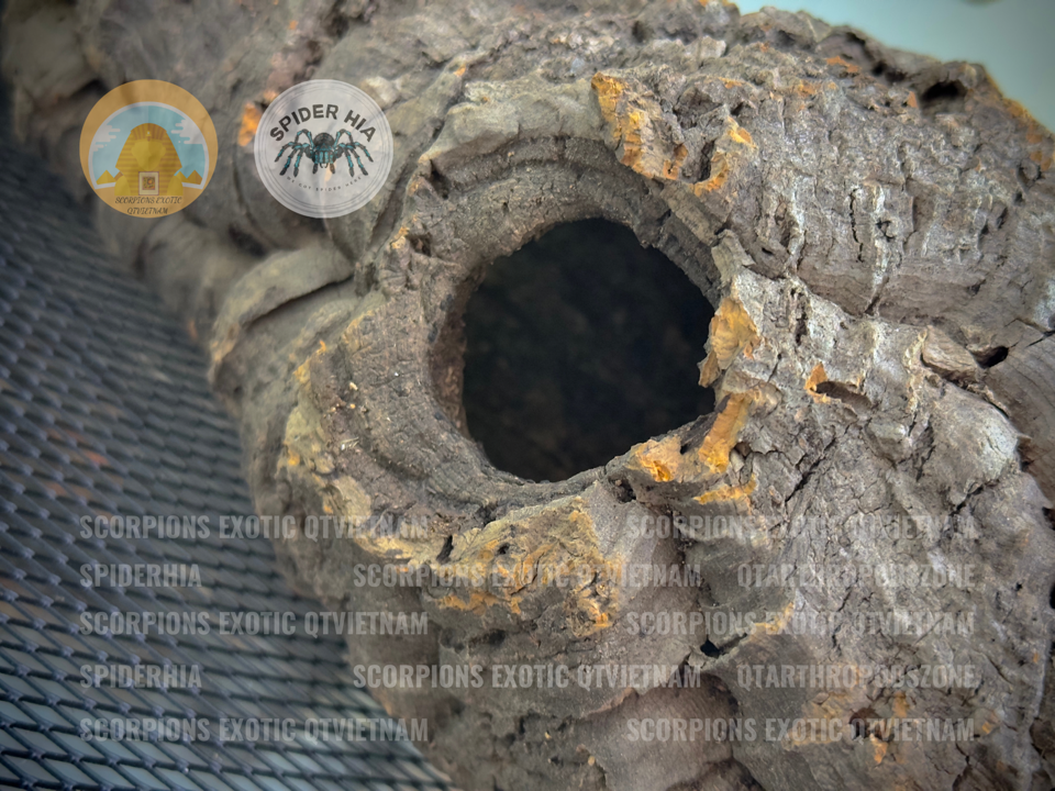Cork Bark (Tubes)-duoc-ban-tai-QTArthropodszone (Scorpions Exotic QTVietNam & SpiderHia)