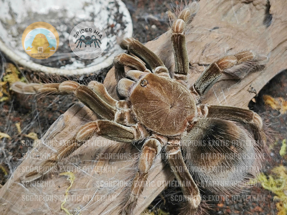 M + FM 14cm Pamphobeteus sp Manganegra-duoc-ban-tai-QTArthropodszone (Scorpions Exotic QTVietNam & SpiderHia)