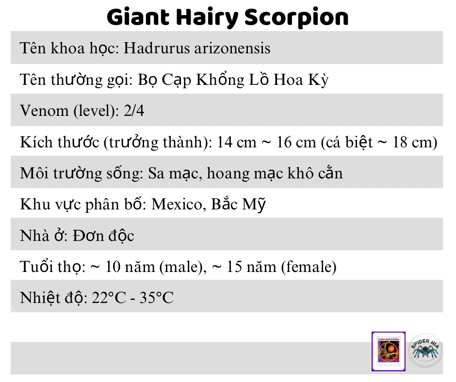 Hadrurus arizonesis-duoc-ban-tai-QTArthropodszone (Scorpions Exotic QTVietNam & SpiderHia)