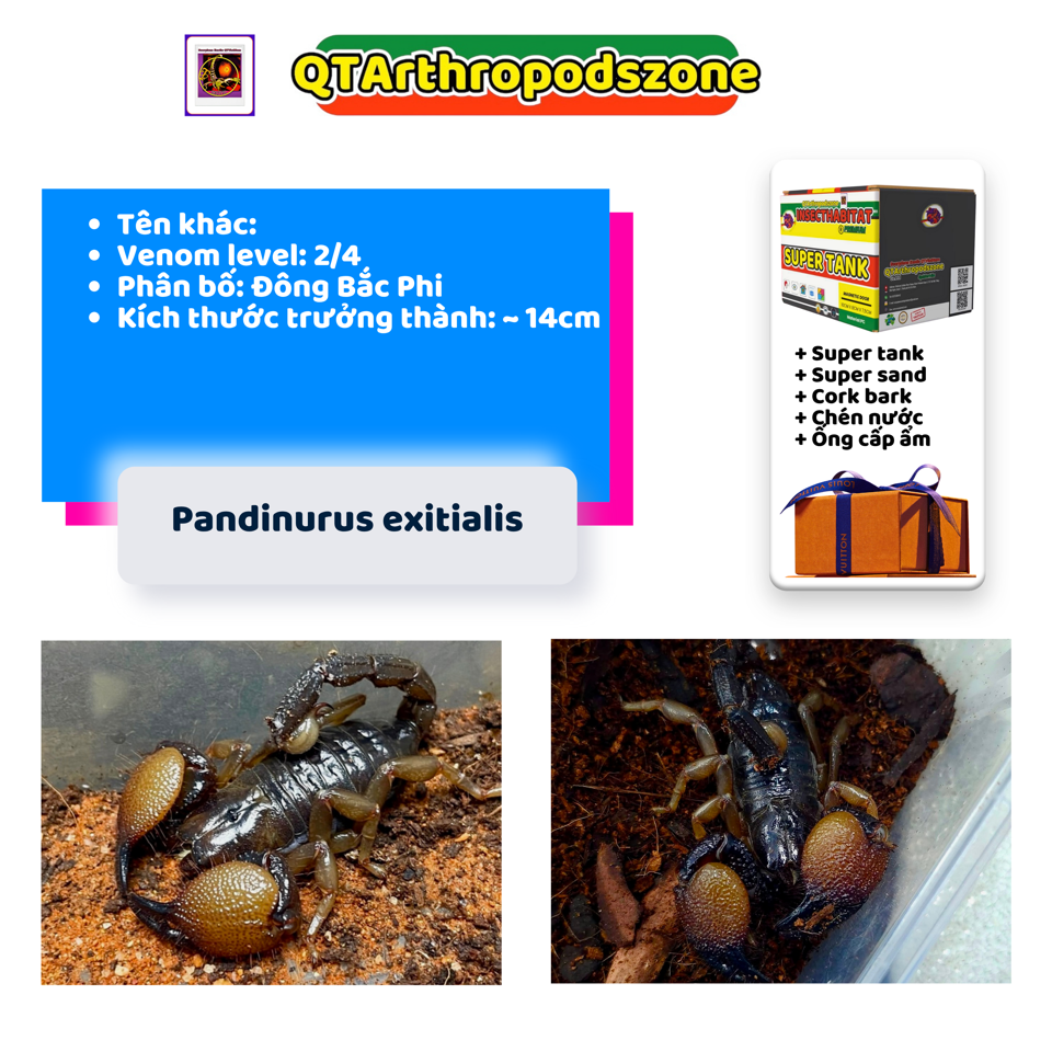 Pandinurus exitialis (Pandinus exitialis)-duoc-ban-tai-QTArthropodszone (Scorpions Exotic QTVietNam & SpiderHia)