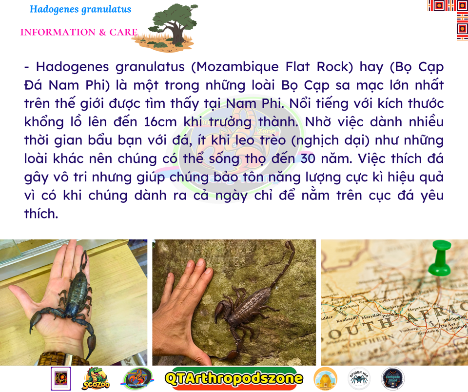 Hadogenes granulatus (Mozambique Flat Rock) (Bọ Cạp Đá Nam Phi)-duoc-ban-tai-QTArthropodszone (Scorpions Exotic QTVietNam & SpiderHia)
