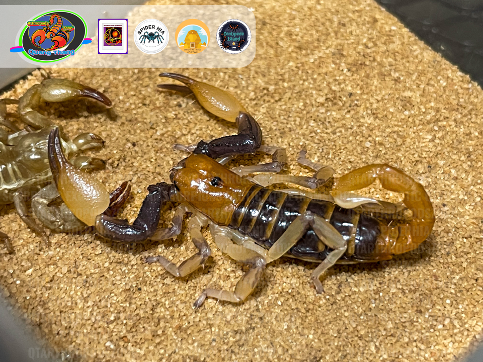 Opistophthalmus carinatus-duoc-ban-tai-QTArthropodszone (Scorpions Exotic QTVietNam & SpiderHia)