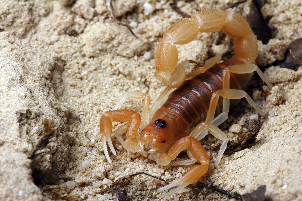 Parabuthus mossambicensis-duoc-ban-tai-QTArthropodszone (Scorpions Exotic QTVietNam & SpiderHia)