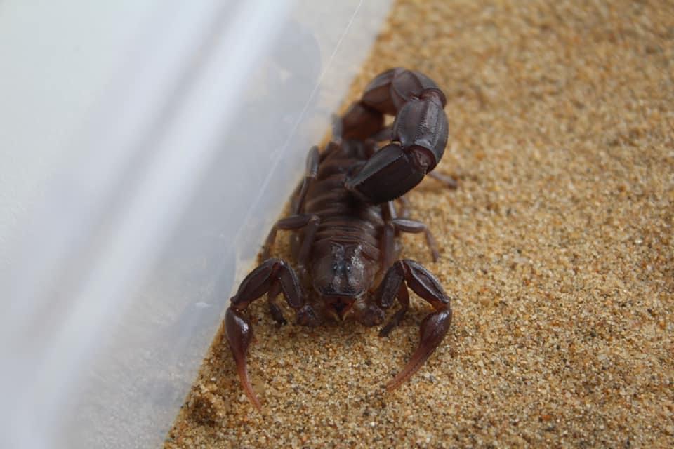 Androctonus baluchicus "Bright" morph-duoc-ban-tai-QTArthropodszone (Scorpions Exotic QTVietNam & SpiderHia)
