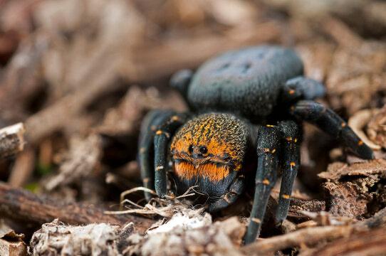 Eresus sp Caspic-duoc-ban-tai-QTArthropodszone (Scorpions Exotic QTVietNam & SpiderHia)