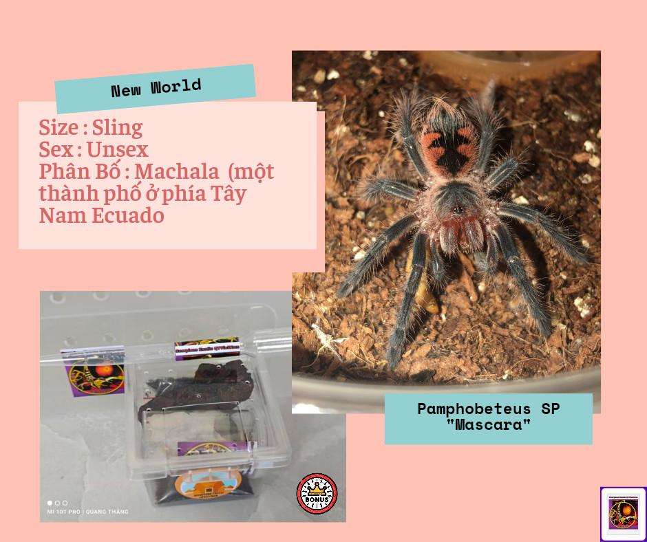 Pamphobeteus sp Mascara-duoc-ban-tai-QTArthropodszone (Scorpions Exotic QTVietNam & SpiderHia)