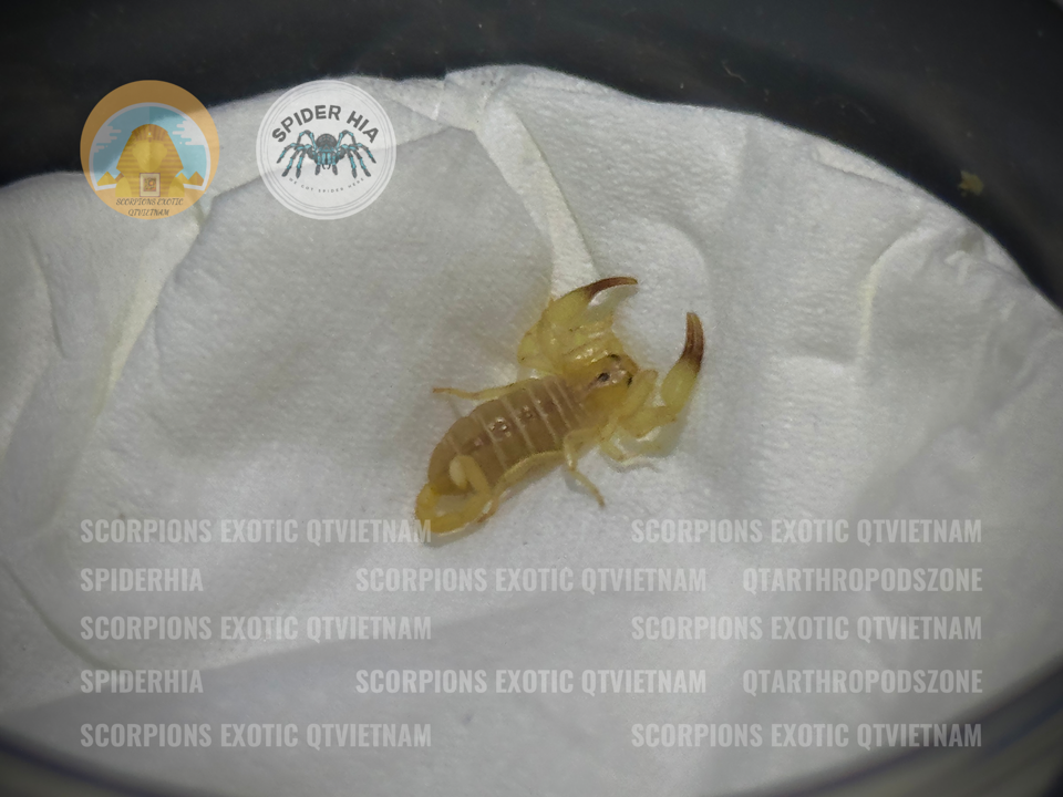 Hemiscorpius lepturus-duoc-ban-tai-QTArthropodszone (Scorpions Exotic QTVietNam & SpiderHia)