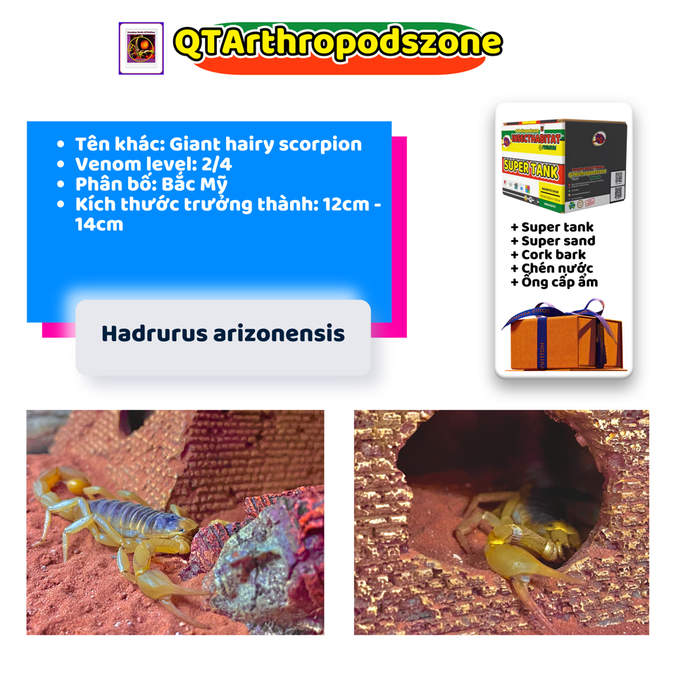 Hadrurus arizonesis-duoc-ban-tai-QTArthropodszone (Scorpions Exotic QTVietNam & SpiderHia)