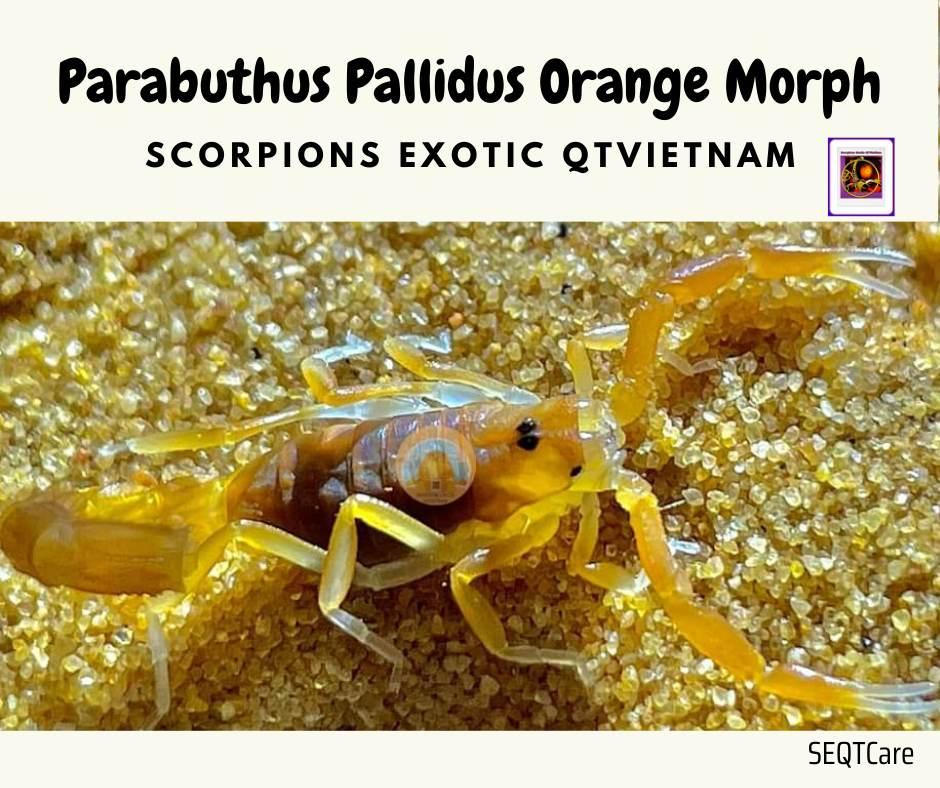 Parabuthus pallidus "Orange" morph-duoc-ban-tai-QTArthropodszone (Scorpions Exotic QTVietNam & SpiderHia)