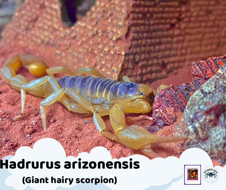 Hadrurus arizonesis-duoc-ban-tai-QTArthropodszone (Scorpions Exotic QTVietNam & SpiderHia)