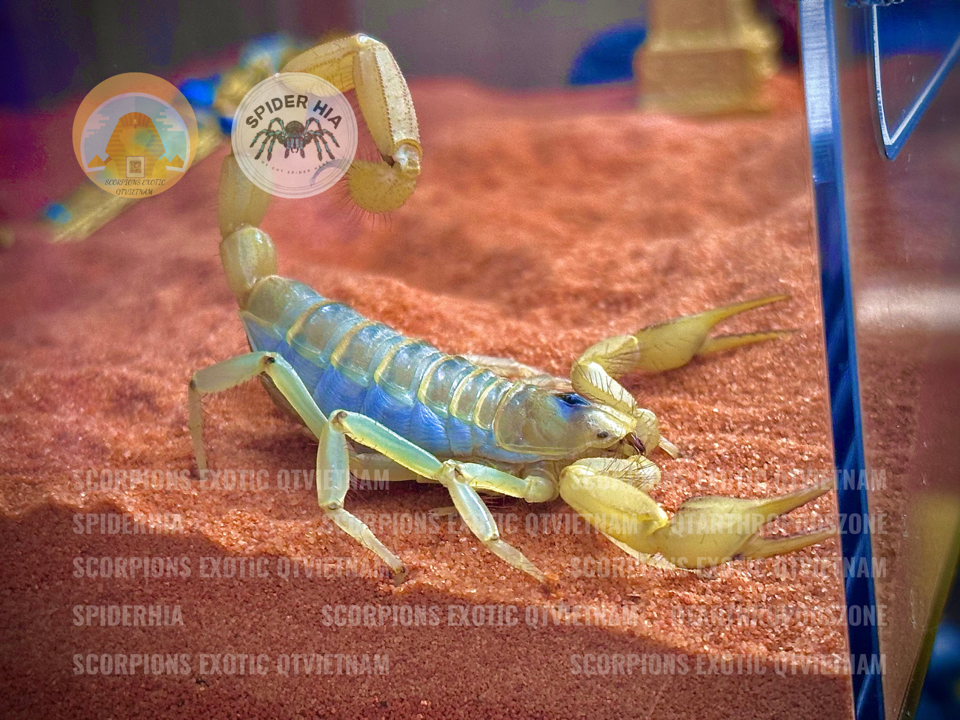 Hadrurus pallidus-duoc-ban-tai-QTArthropodszone (Scorpions Exotic QTVietNam & SpiderHia)