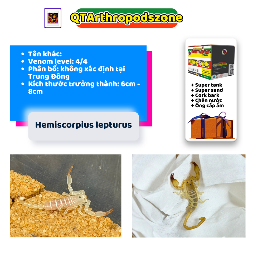 Hemiscorpius lepturus (Gadim Scorpion)-duoc-ban-tai-QTArthropodszone (Scorpions Exotic QTVietNam & SpiderHia)