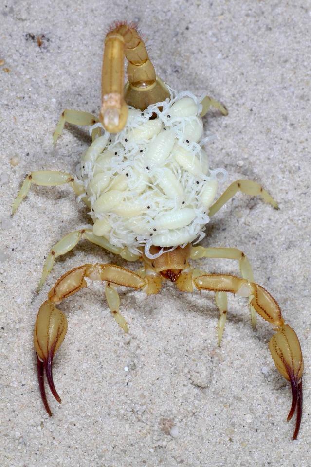 Smeringurus vachoni-duoc-ban-tai-QTArthropodszone (Scorpions Exotic QTVietNam & SpiderHia)