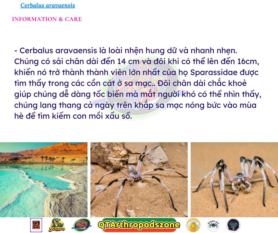 Cerbalus aravaensis-duoc-ban-tai-QTArthropodszone (Scorpions Exotic QTVietNam & SpiderHia)