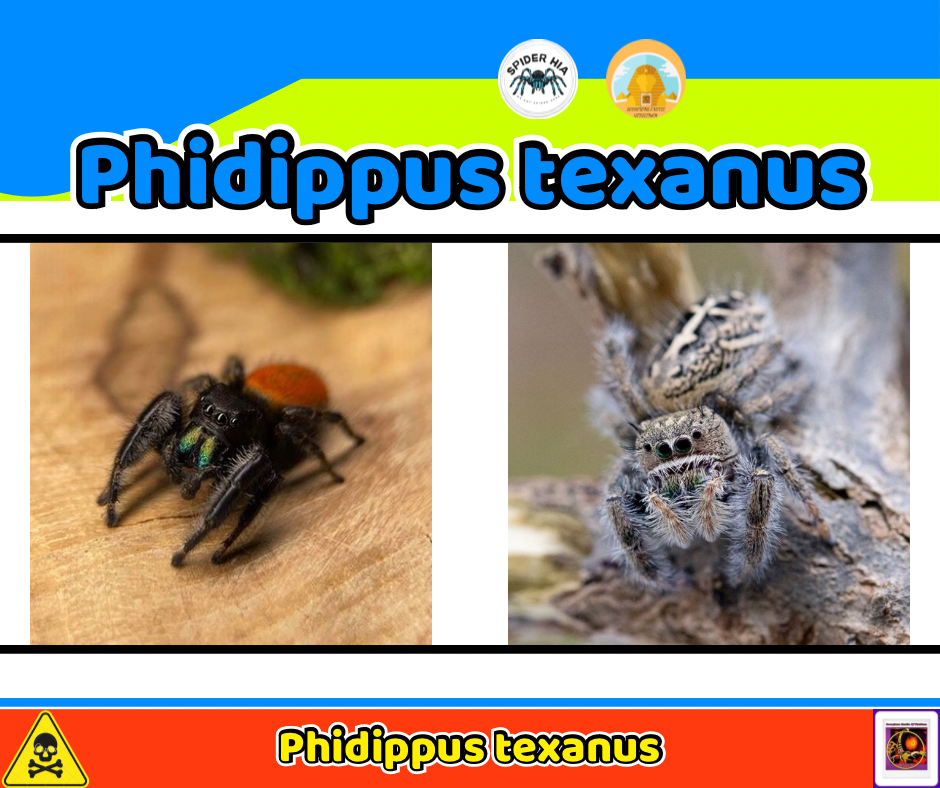 Phidippus texanus-duoc-ban-tai-QTArthropodszone (Scorpions Exotic QTVietNam & SpiderHia)