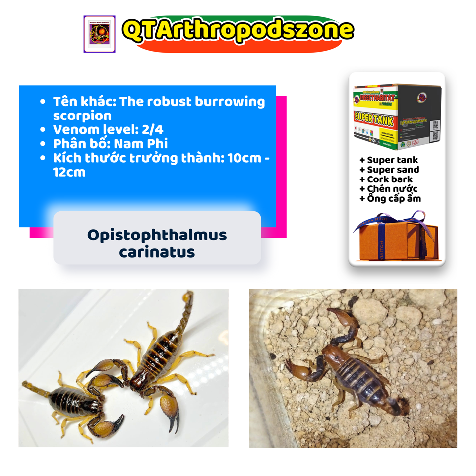 Opistophthalmus carinatus-duoc-ban-tai-QTArthropodszone (Scorpions Exotic QTVietNam & SpiderHia)