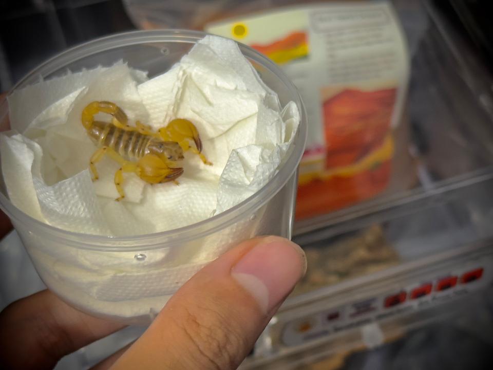 Scorpio maurus palmatus-duoc-ban-tai-QTArthropodszone (Scorpions Exotic QTVietNam & SpiderHia)