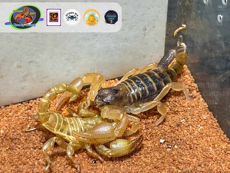 Opistophthalmus boehmi-duoc-ban-tai-QTArthropodszone (Scorpions Exotic QTVietNam & SpiderHia)