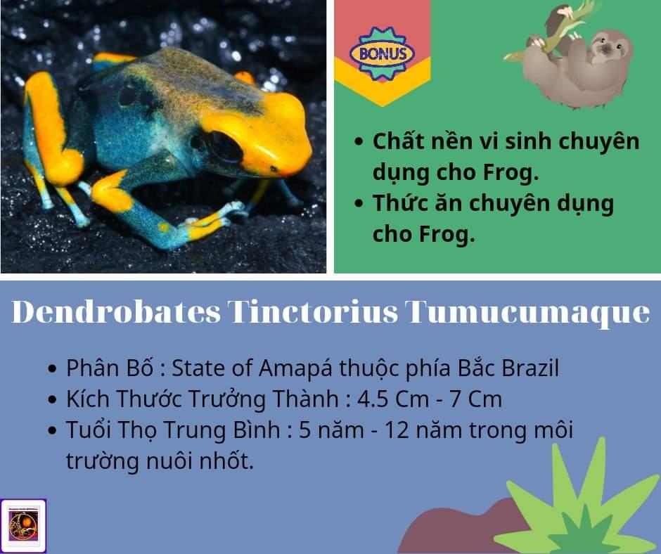 Dendrobates Tinctorius Tumucumaque-duoc-ban-tai-QTArthropodszone (Scorpions Exotic QTVietNam & SpiderHia)