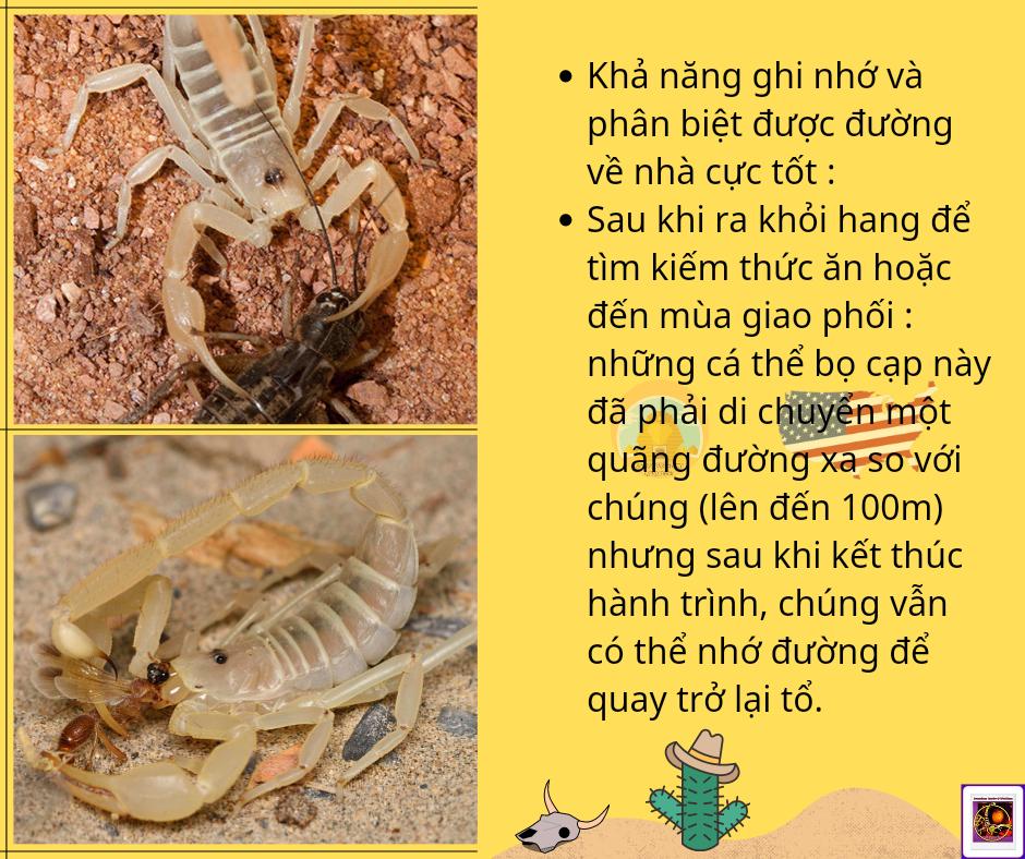 Smeringurus mesaensis - Dune Scorpion-duoc-ban-tai-QTArthropodszone (Scorpions Exotic QTVietNam & SpiderHia)