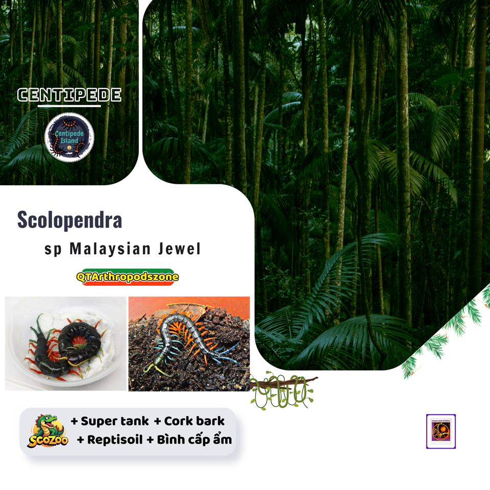Scolopendra sp Malaysian Jewel-duoc-ban-tai-QTArthropodszone (Scorpions Exotic QTVietNam & SpiderHia)