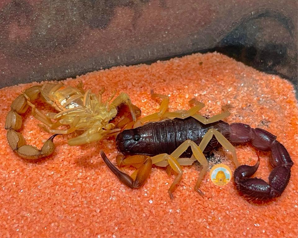 Parabuthus villosus "Typical" morph-duoc-ban-tai-QTArthropodszone (Scorpions Exotic QTVietNam & SpiderHia)